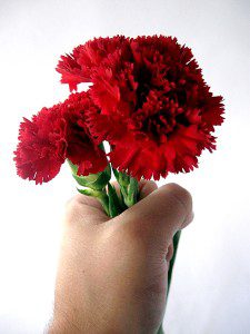Carnations in hand, when you don't feel chosen