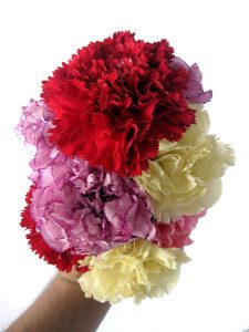 carnations multicolored, when you don't feel chosen